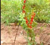 優(yōu)質(zhì)把玩核桃苗及各類種子種苗，助力企業(yè)B2B電子商務(wù)發(fā)展